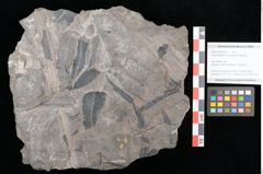 Foto (Objekt + Etikett) von Thaumatopteris muensteri Goeppert (NHMW-GEO-2024-0188-10517)